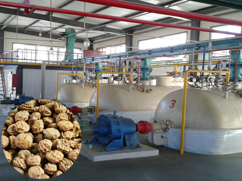 油莎豆生產線解決方案